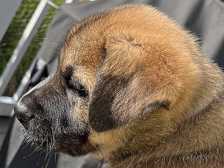 chinook puppy